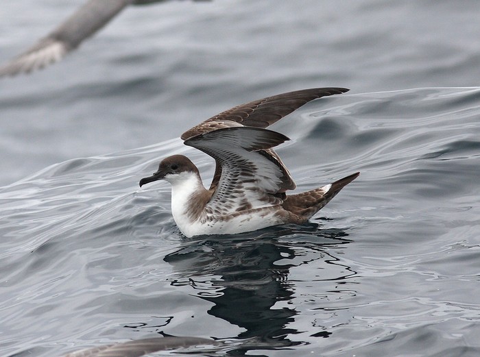 Great Shearwater