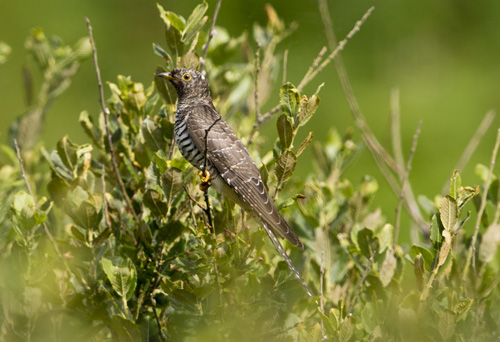 Cuckoo