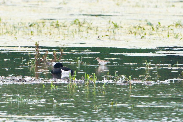 Pectoral Sandpiper