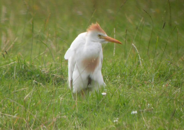 Cattle Egret