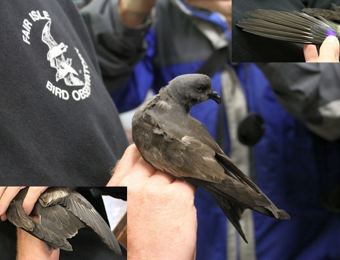 Swinhoe's Petrel