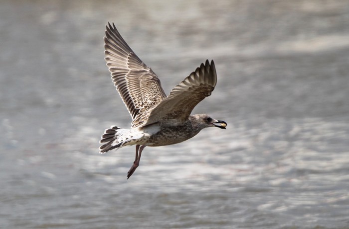 Caspian Gull