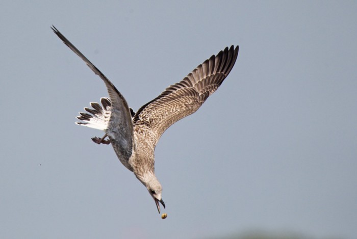 Caspian Gull
