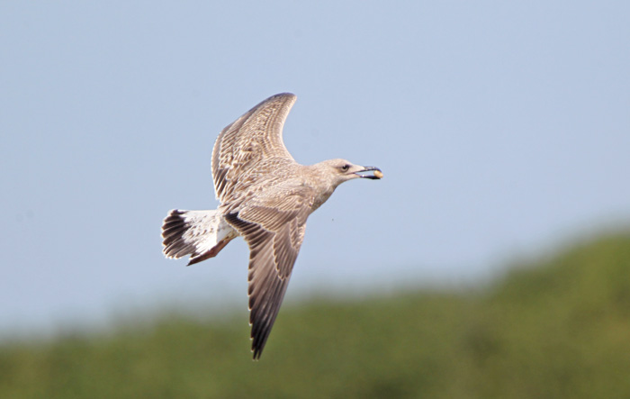Caspian Gull