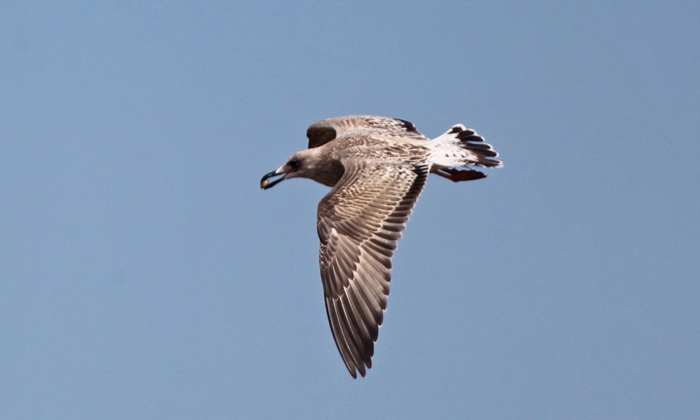 Caspian Gull