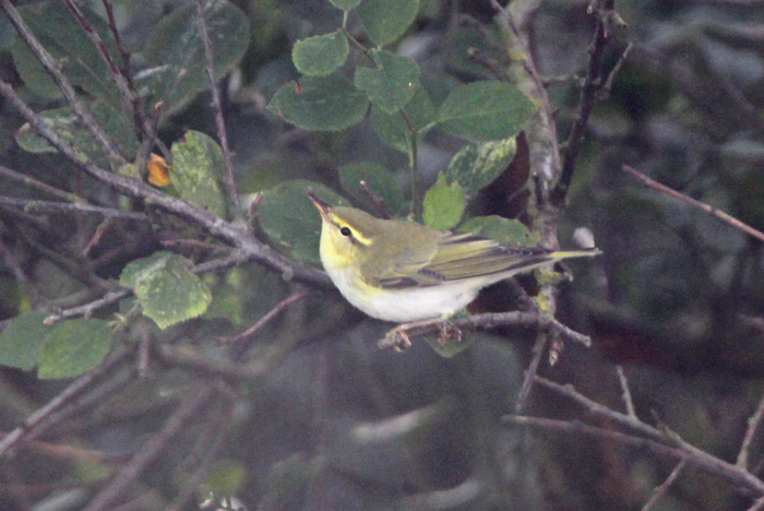 Wood Warbler