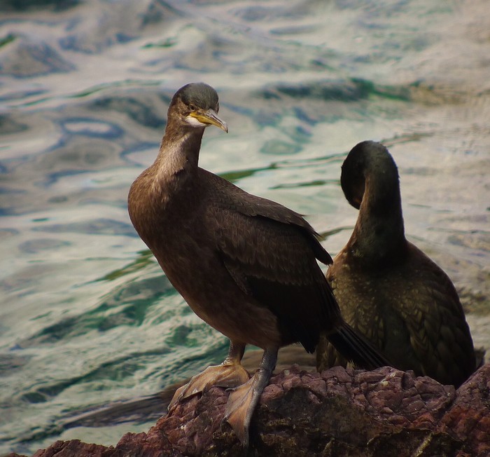 Shag
