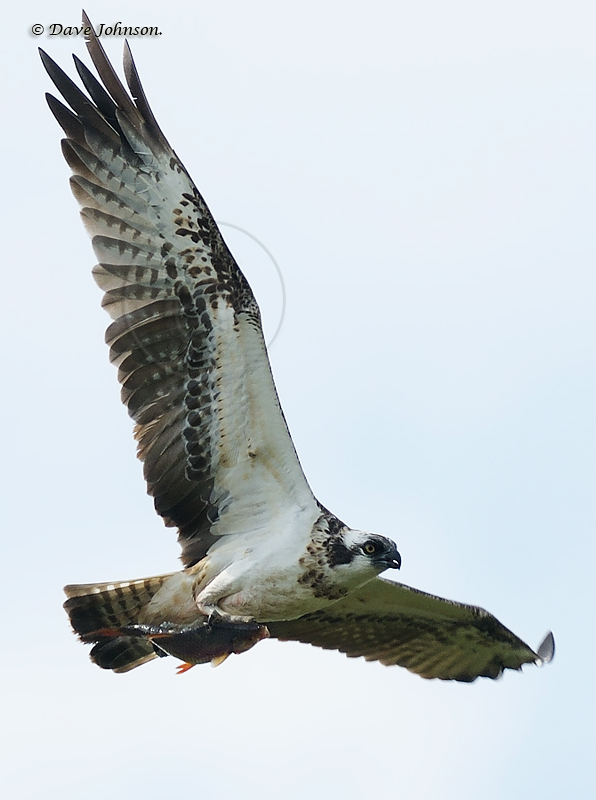 Osprey