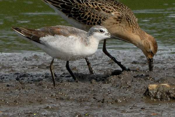 Wilson's Phalarope