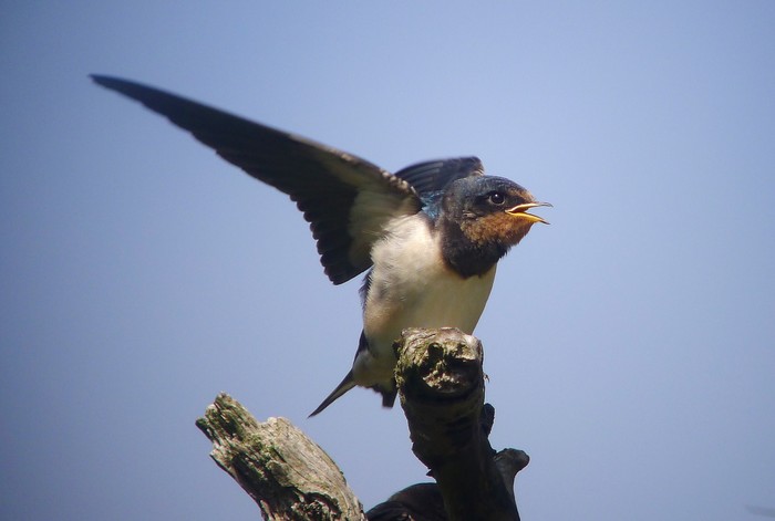 Swallow