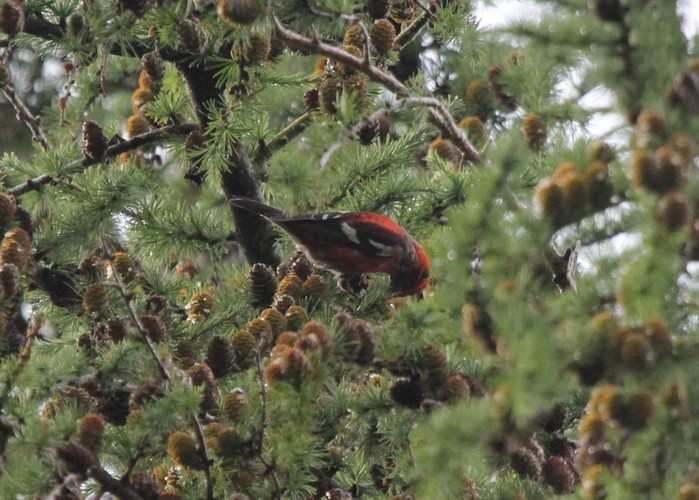 Two-barred Crossbill