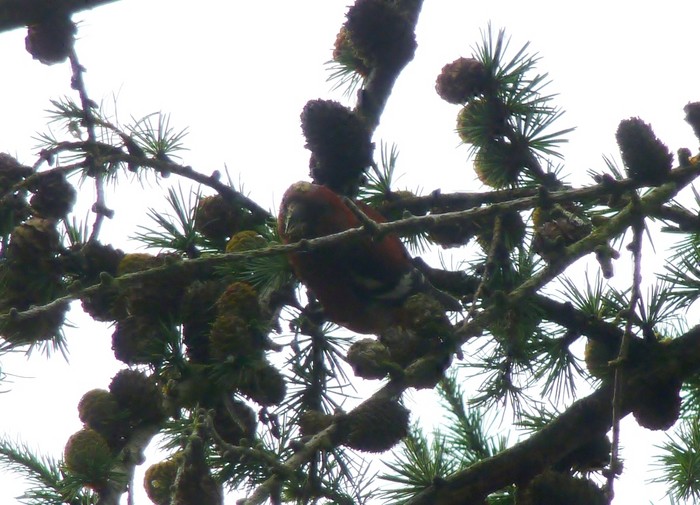 Two-barred Crossbill
