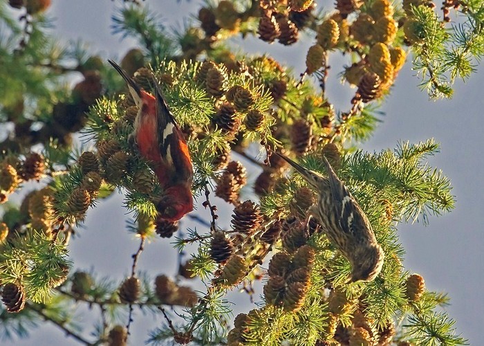 Two-barred Crossbill