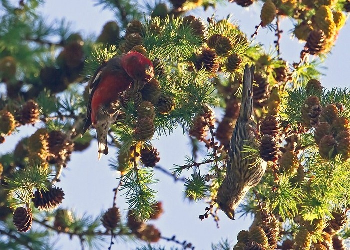 Two-barred Crossbill