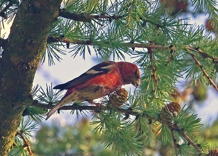 Two-barred Crossbill