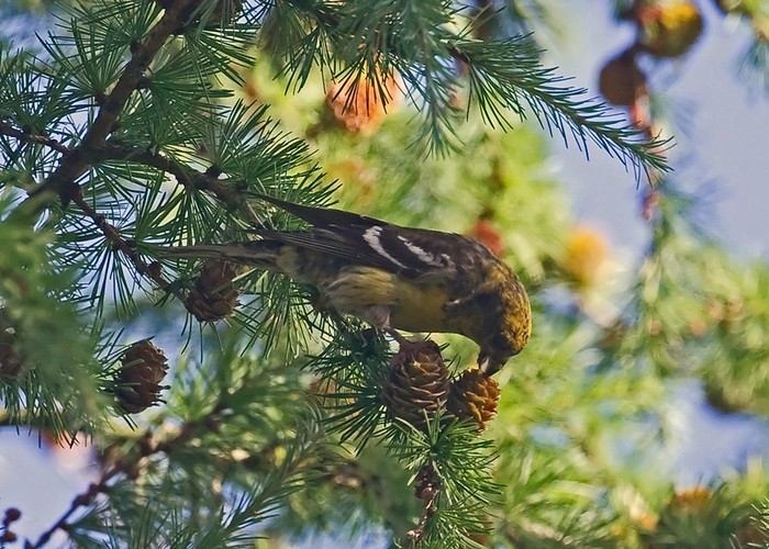 Two-barred Crossbill