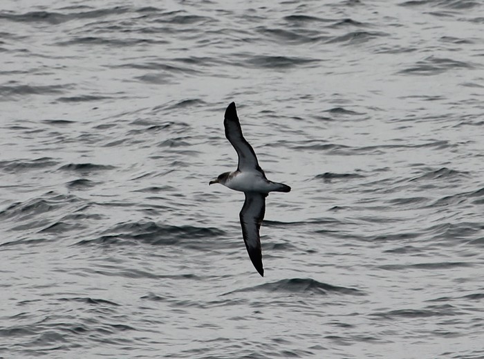 Cory's Shearwater