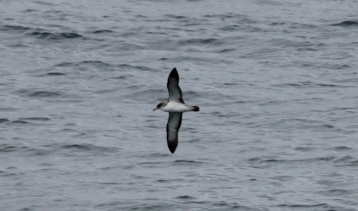 Cory's Shearwater
