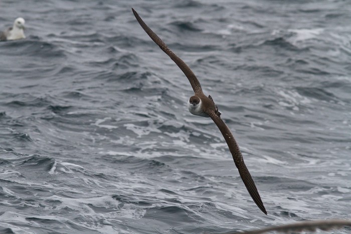 Great Shearwater