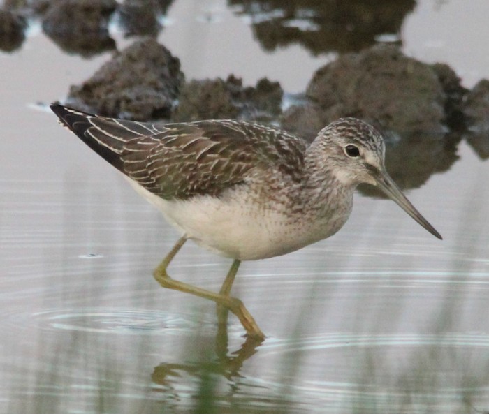 Greenshank