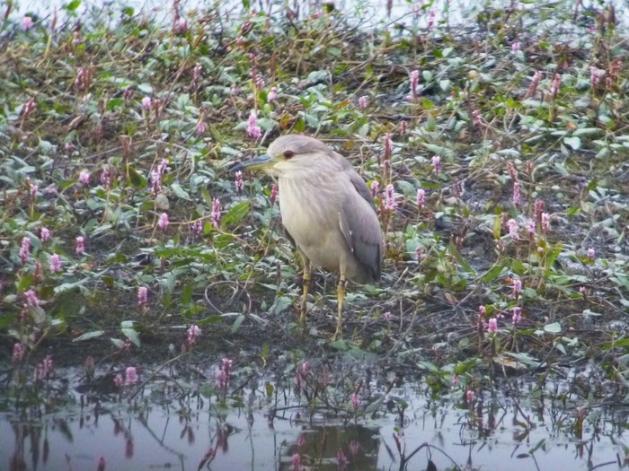 Night Heron