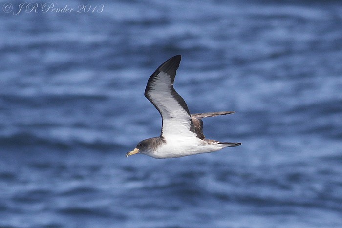 Cory's Shearwater