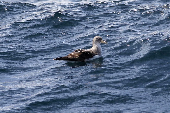Cory's Shearwater