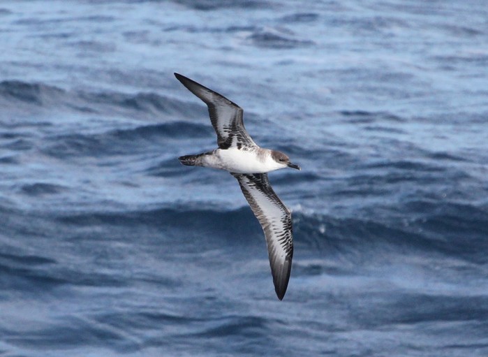 Great Shearwater