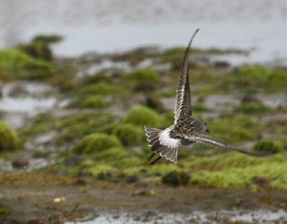 White-rumped Sandpiper
