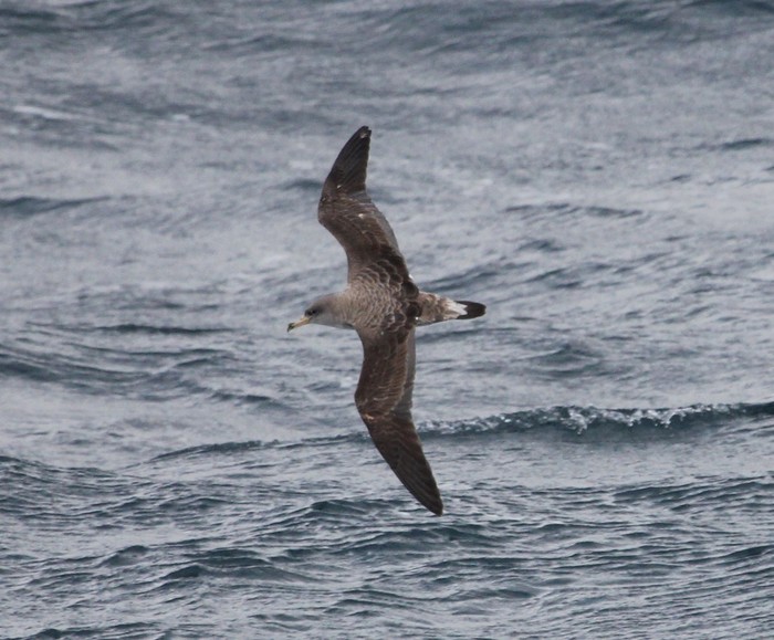 Cory's Shearwater