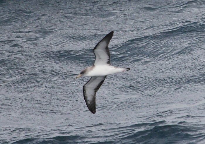 Cory's Shearwater