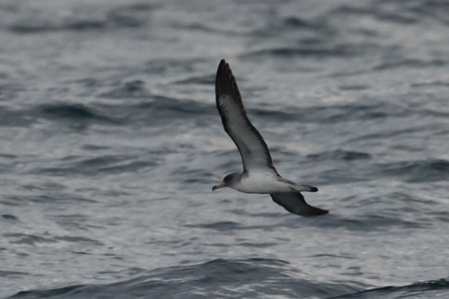 Cory's Shearwater