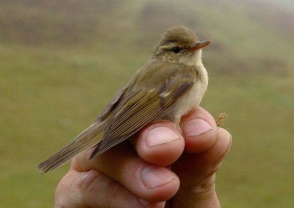 Greenish Warbler