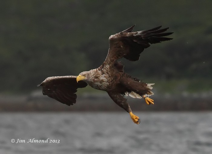 White-tailed Eagle