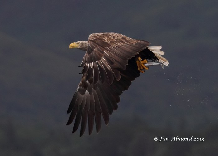 White-tailed Eagle