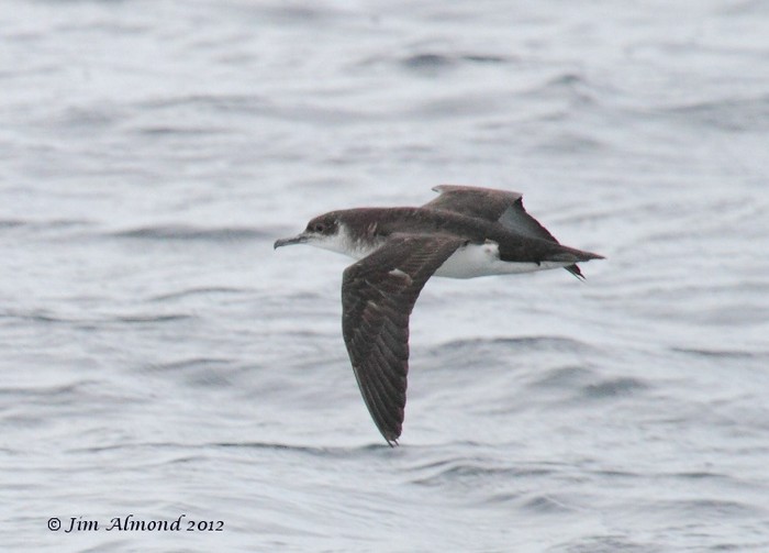 Manx Shearwater