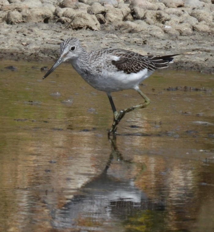 Greenshank