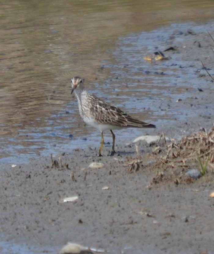 Pectoral Sandpiper