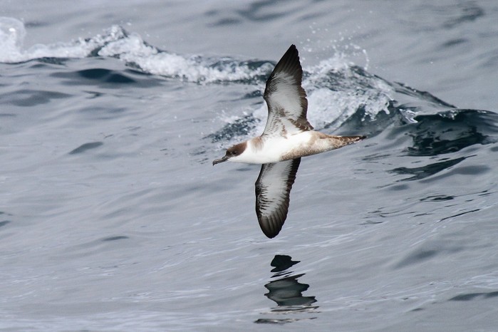 Great Shearwater