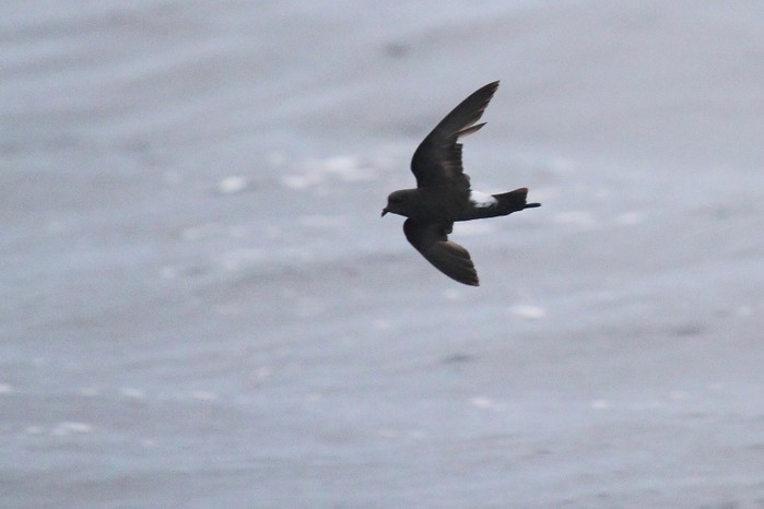 Wilson's Petrel