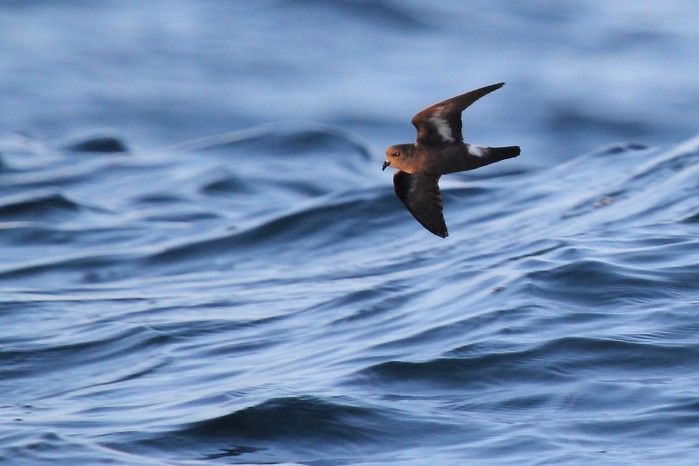 Storm Petrel