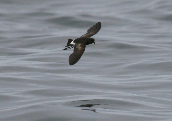 Wilson's Petrel