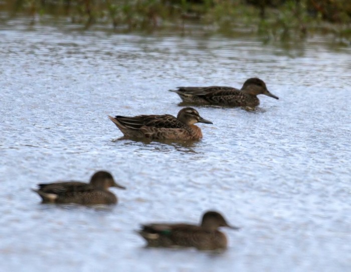 Garganey