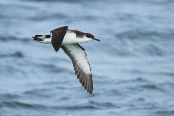 Manx Shearwater