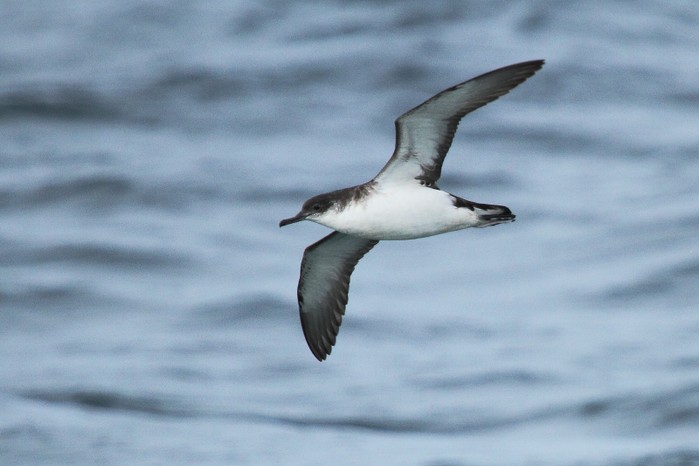 Manx Shearwater