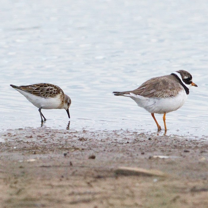 Little Stint
