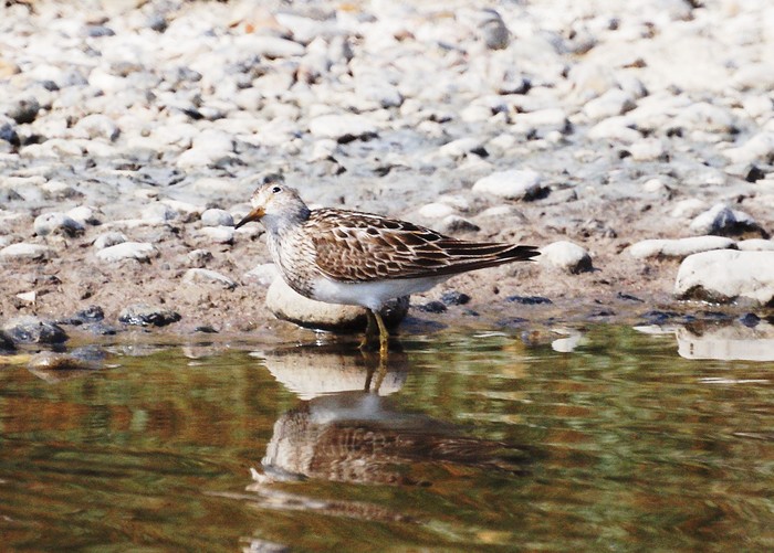Pectoral Sandpiper
