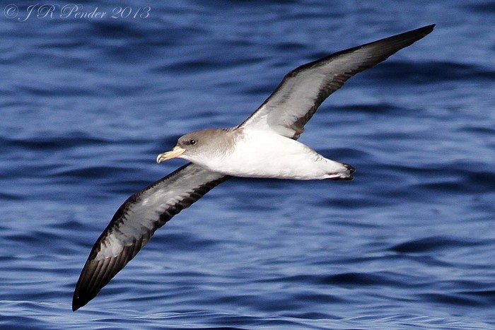 Cory's Shearwater