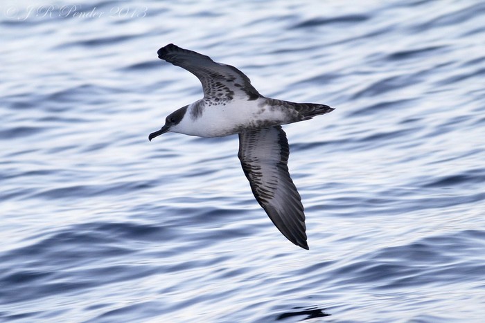 Great Shearwater