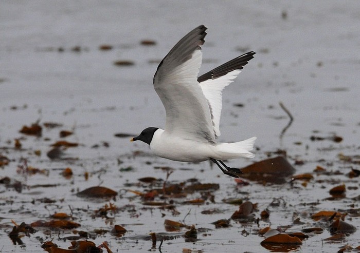 Sabine's Gull